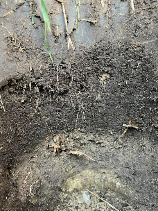 Detailed Site Assessment - Image 3